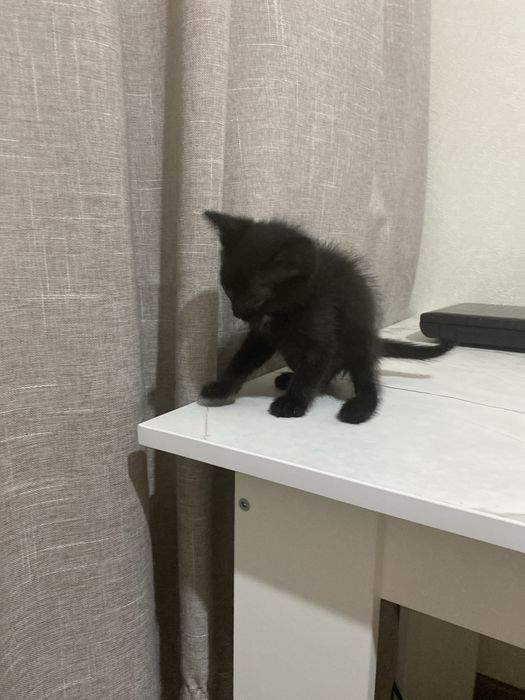 Отдам милого котенка