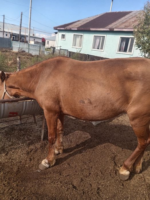 Семіз жемде тұрған ту биелер сатылады