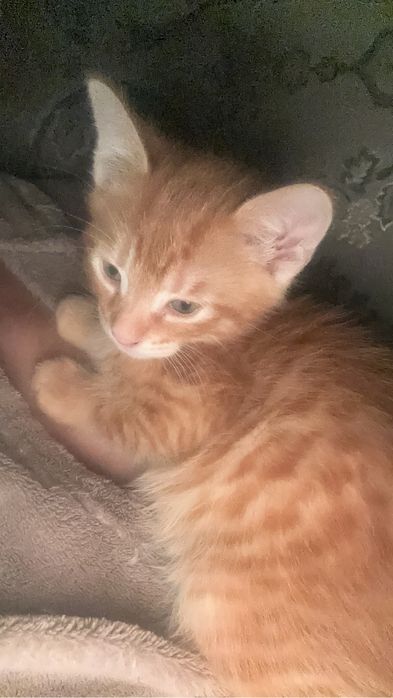 Adoptie 2 motanei dragalasi