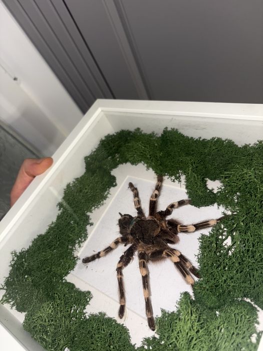 Vand decoratiune speciala tarantula impaiata mare in rama tablou suvenir cadou special insecta exotica cu muschi stabilizat vopsit