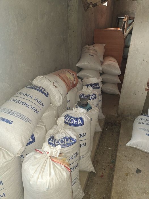 Ячмень   местный