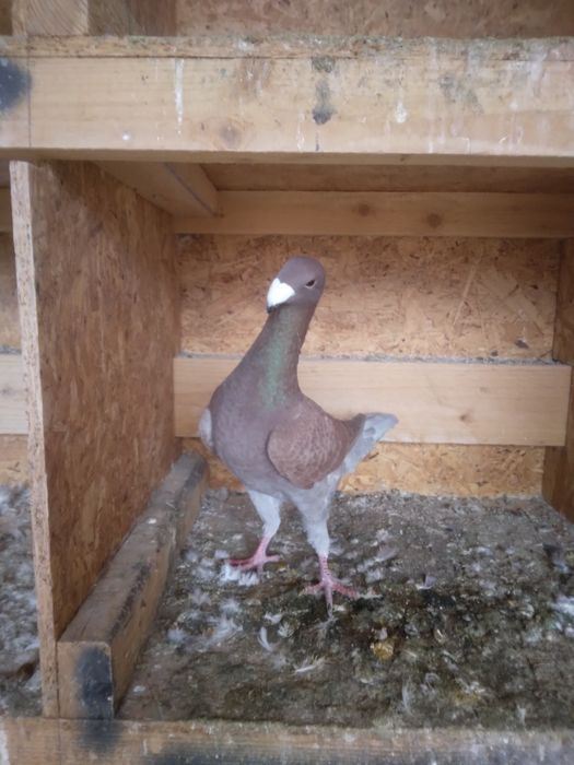 Porumbei Voiajori Germani