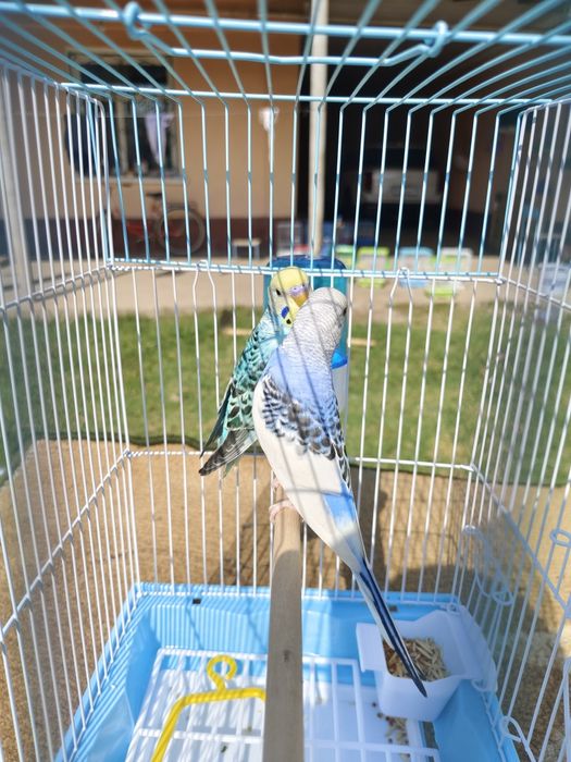 Продам пара попугай папугай