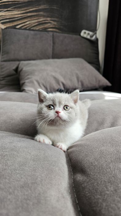 Британские котята