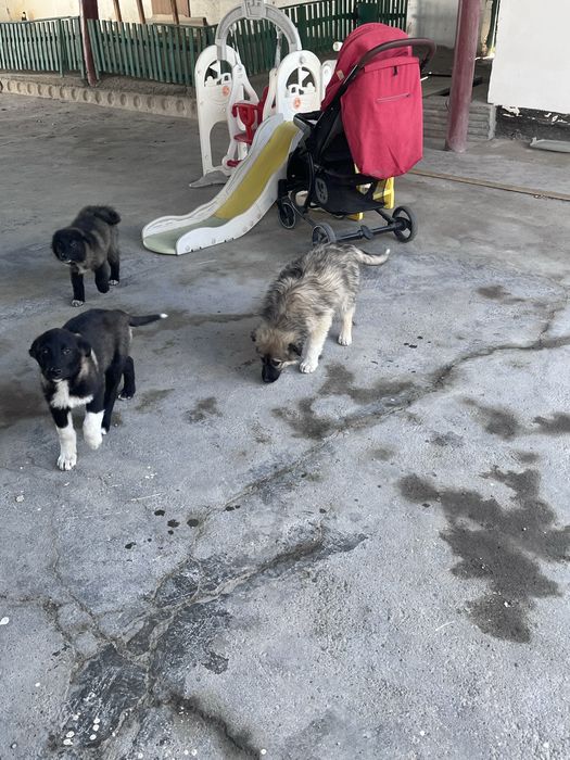 Щенки даром в хорошие руки