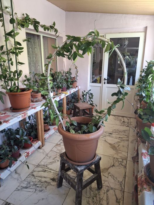Flori hoya  diferite dimensiuni