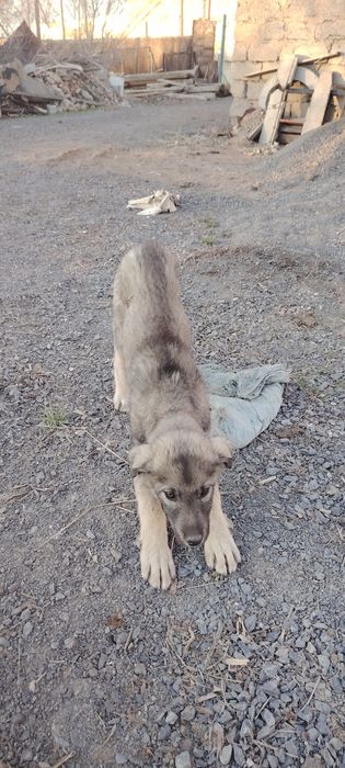 Продается собака