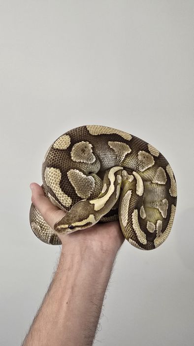 Piton Regal (Ball Python) si Crested Gecko