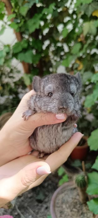Шиншилла из домашнего питомника