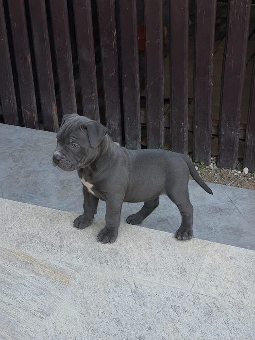 American Pocket Blue Eyes – Pedigree ABKC
