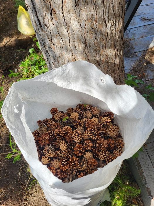 Шишки для самовара,  бани.