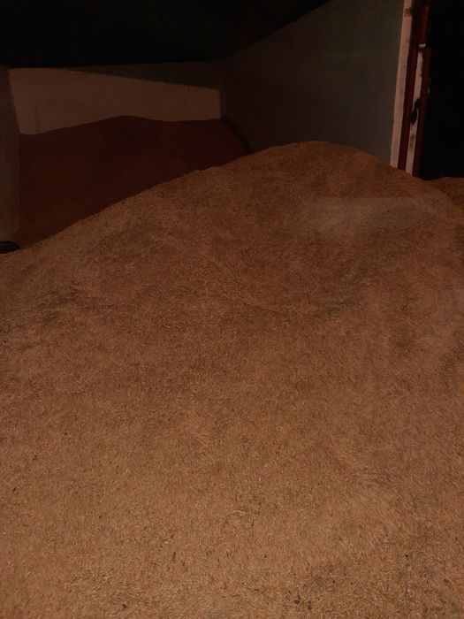 Ovăz de vânzare,1,5lei/kg