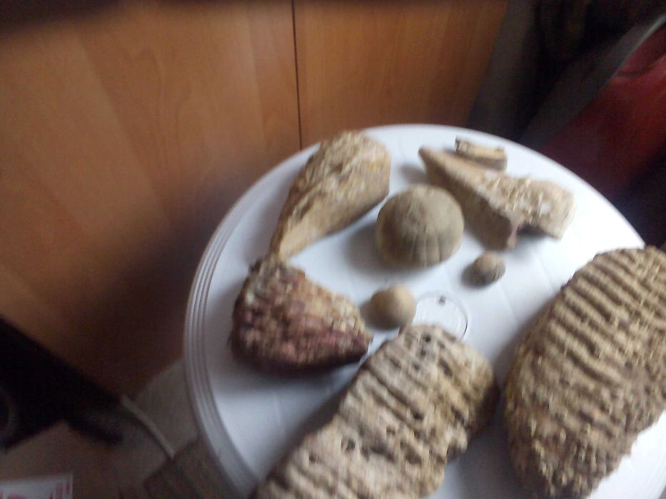 Вкаменелости от динозавър Рекс