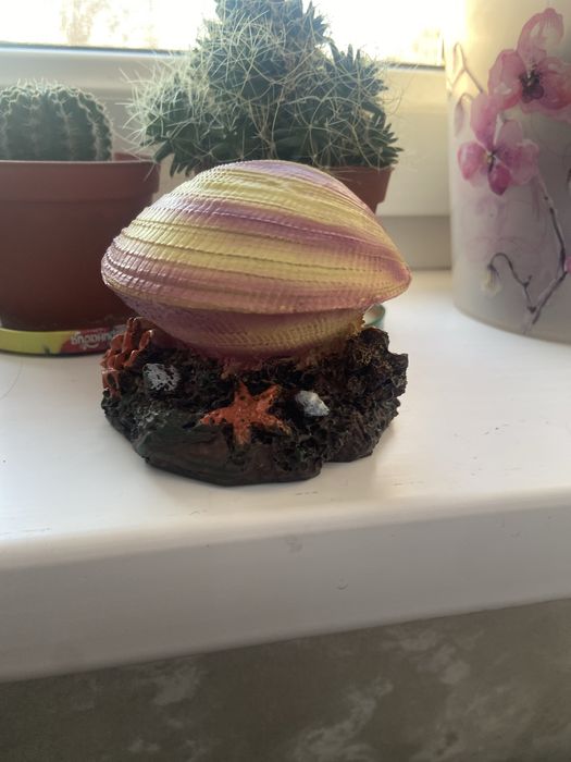 Ракушка декарауия в аквариум