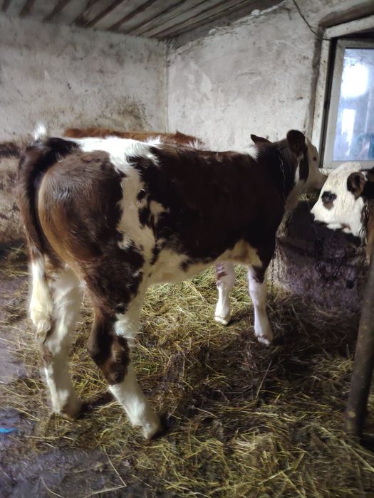 vand vitei si vitele