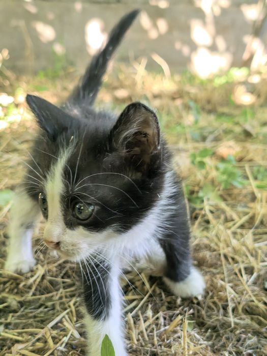Котята четыре штуки