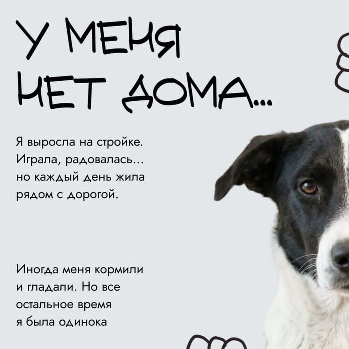 Ищет дом нежная и спокойная девочка