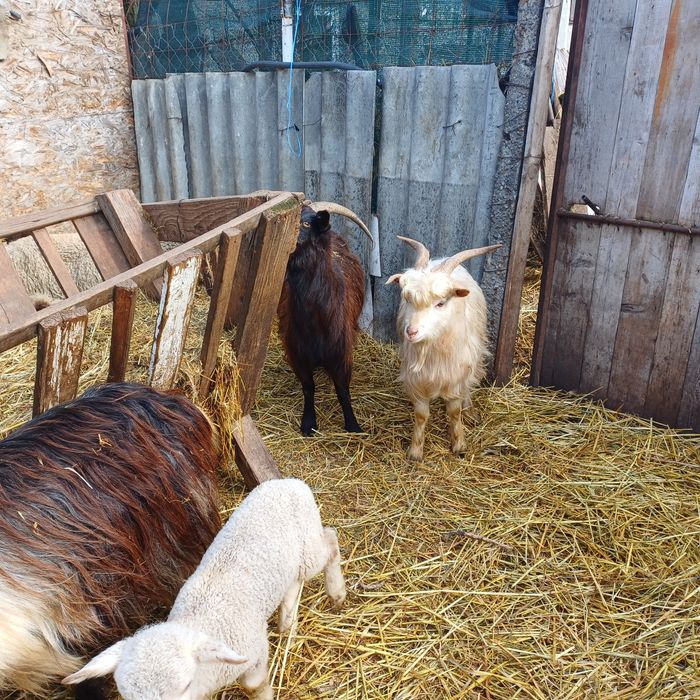 Vand oi si capre impreuna