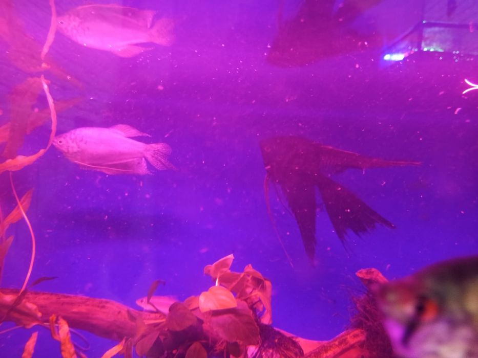 Продам аквариумных рыб