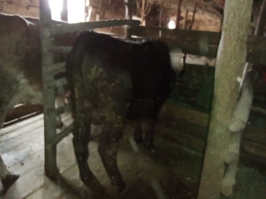 Бұқа, бір жас екі айлық.