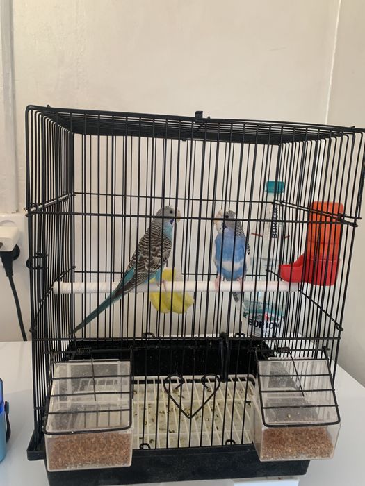 Папугай продается