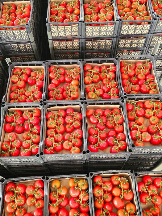 Помидоры продаём Туркмения оптом