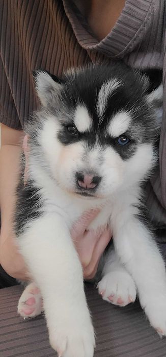 Девочка родилась 14февраля красотка с разными глазами читайте опесание