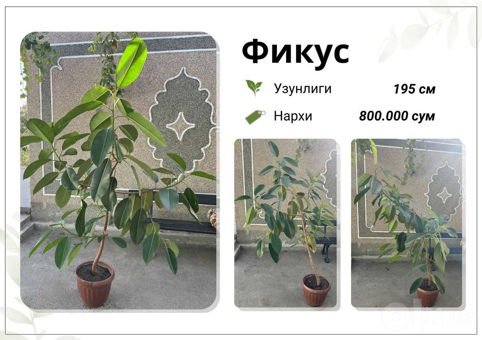 Фикус, Кора Шахзода, хар хил