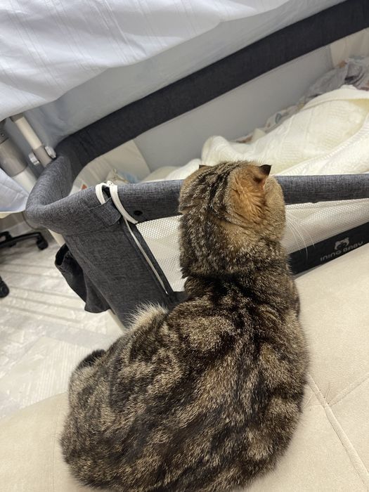 Отдам кота бесплатно