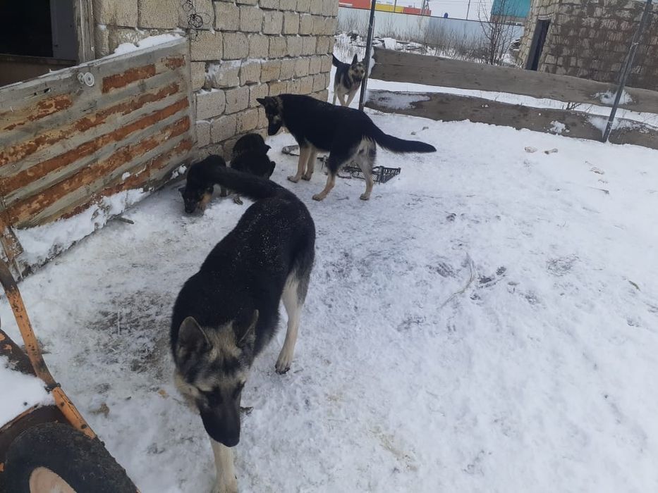 Щенки восточно европейской овчарки