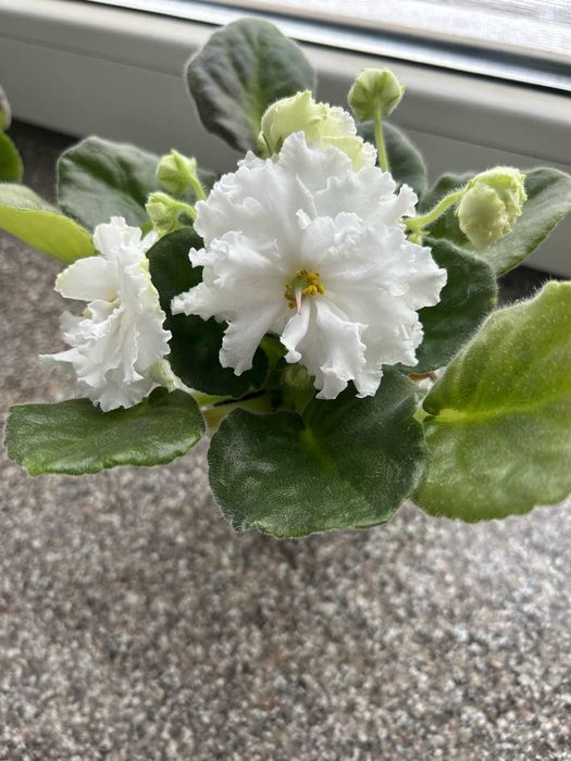 Фиалки разных сортов