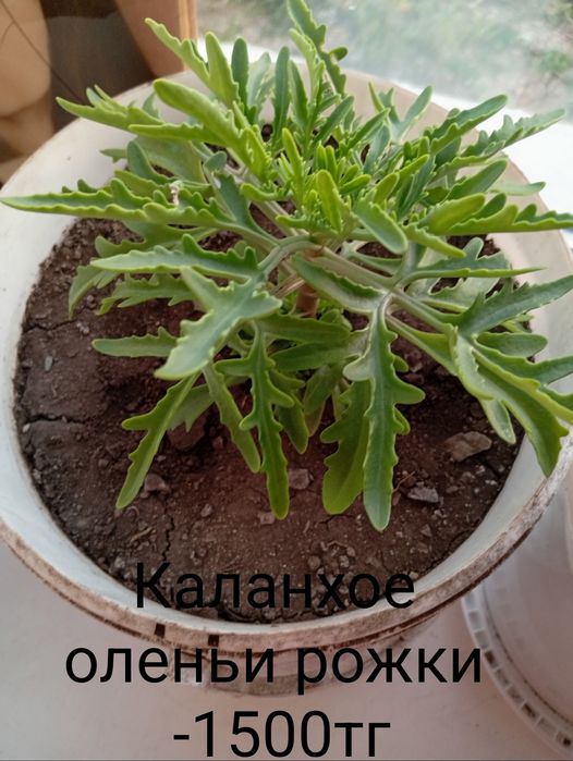 Продаю домашние, комнатные  цветочки.