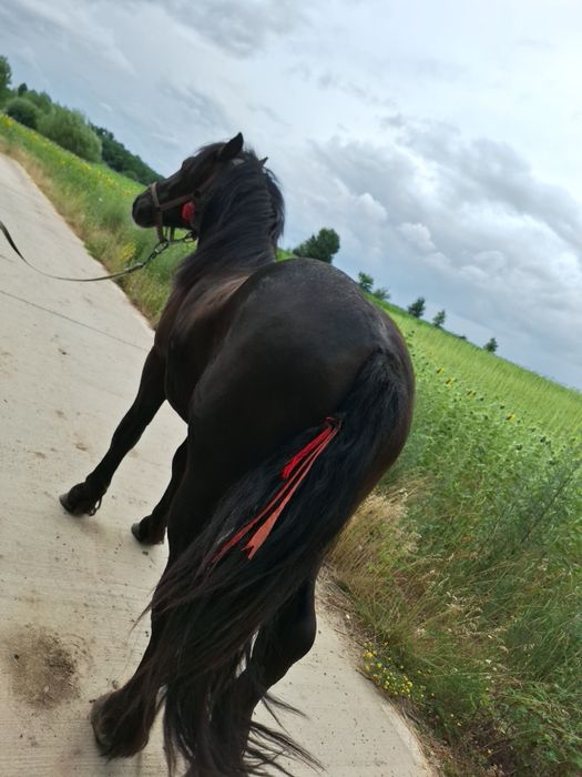 Manz de 3 ani de vanzare