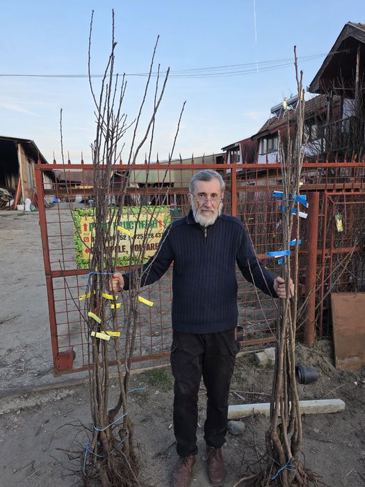 Pruni altoiti.Prun selectionati.Visin.Cais.Cires.Alun.Castan.Piersic