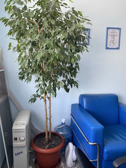 Продам дерево живое