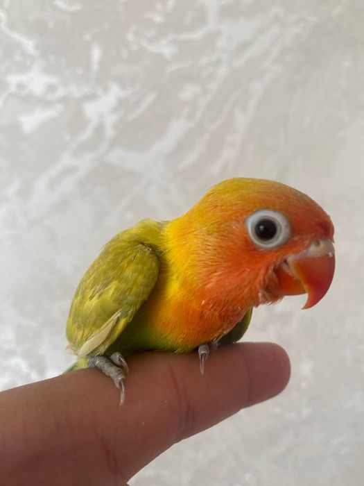 Ruchnoy papugay nerazluchka sotiladi