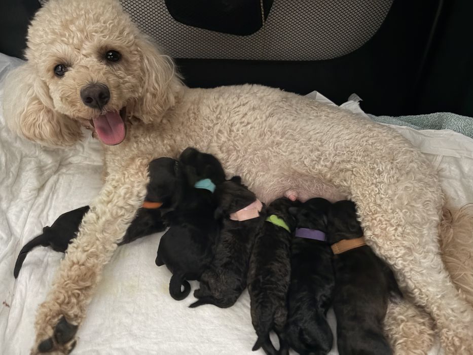 Caniche/poodle mini negru