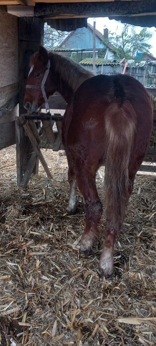 Mînz de 8 luni cuminte