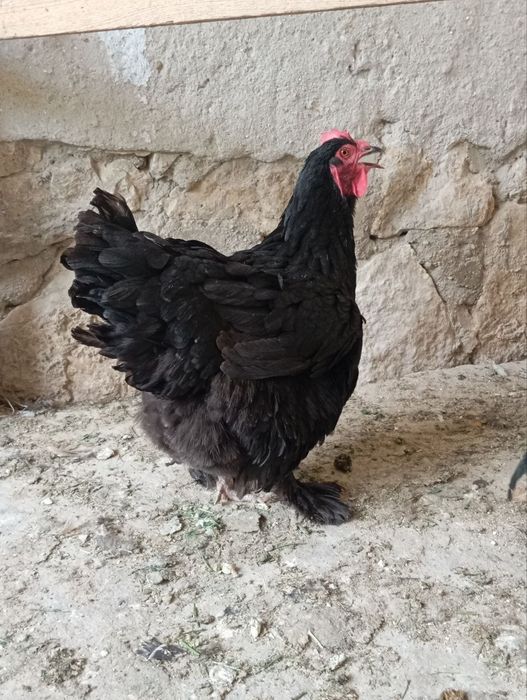 Brama va kulangi tovuqlar, kulangi xo'rozlar sotiladi