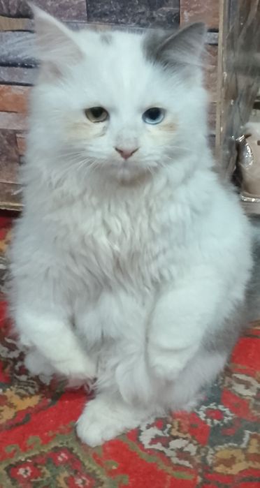 Shu mushukim 4 kundan beri yoʻq iltimos topishga yordam berila