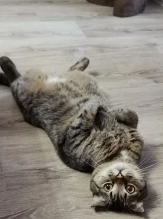 Бенгальские котята