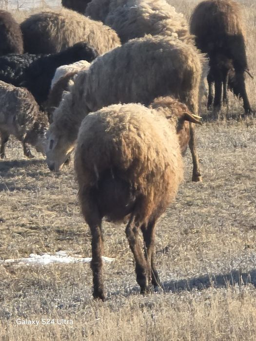 Продаётся бараны оптом