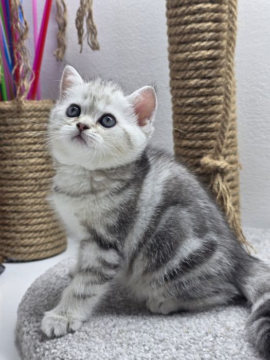 Кошечки и котик шотландские