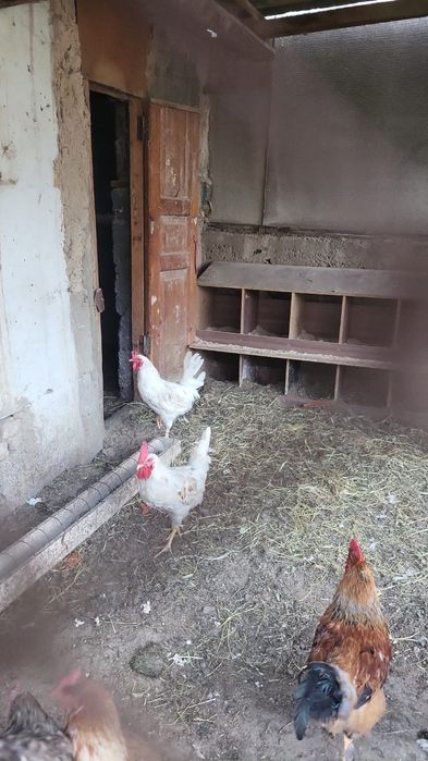 Петушки брама Адлер пушкинские