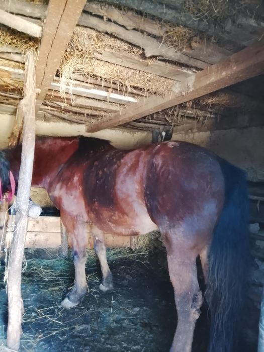 Vând cal castrat 4 ani