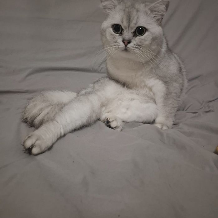 Молодой котик шотландский страйт