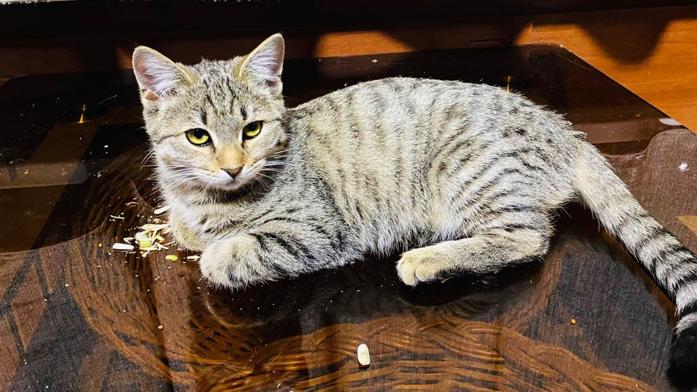 Бесплатно кастрированный котик подросток.