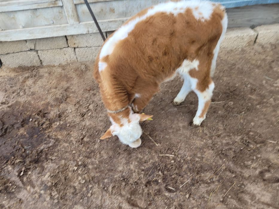 Сатылатын бұзаулар