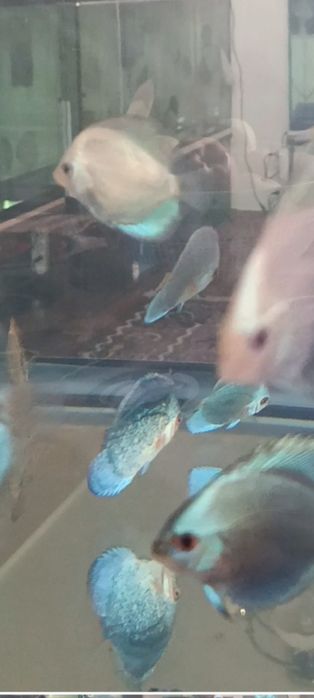 Мальки дискусов хорошего качества и формы по 100 000