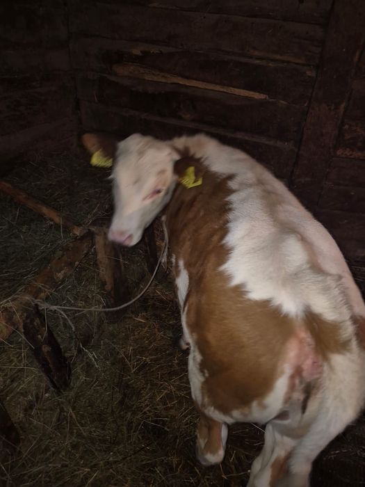 Vând Vițea de 3 luni